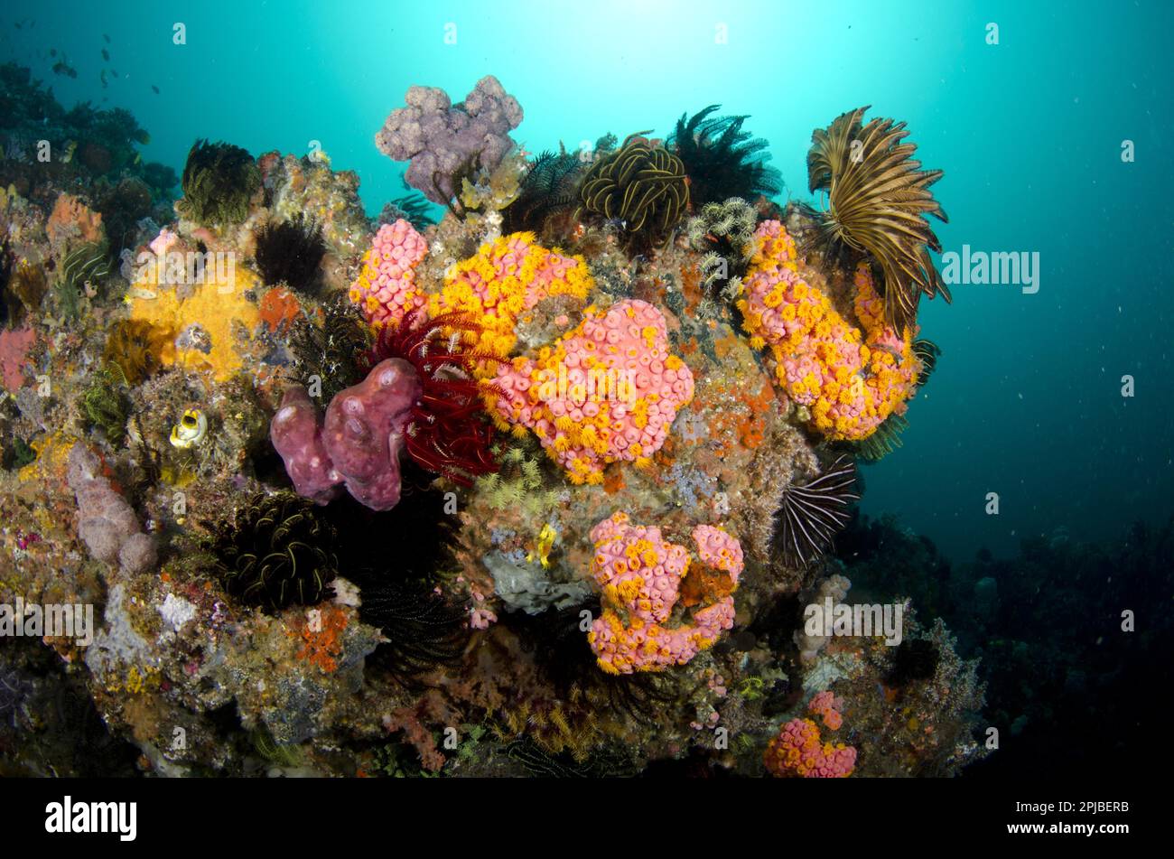 Yellow coral (Tubastrea faulkneri) and crinoids in reef habitat, Horseshoe Bay, Nusa Kode, Rinca Island, Komodo N. P. Lesser Sunda Islands, Indonesia Stock Photo