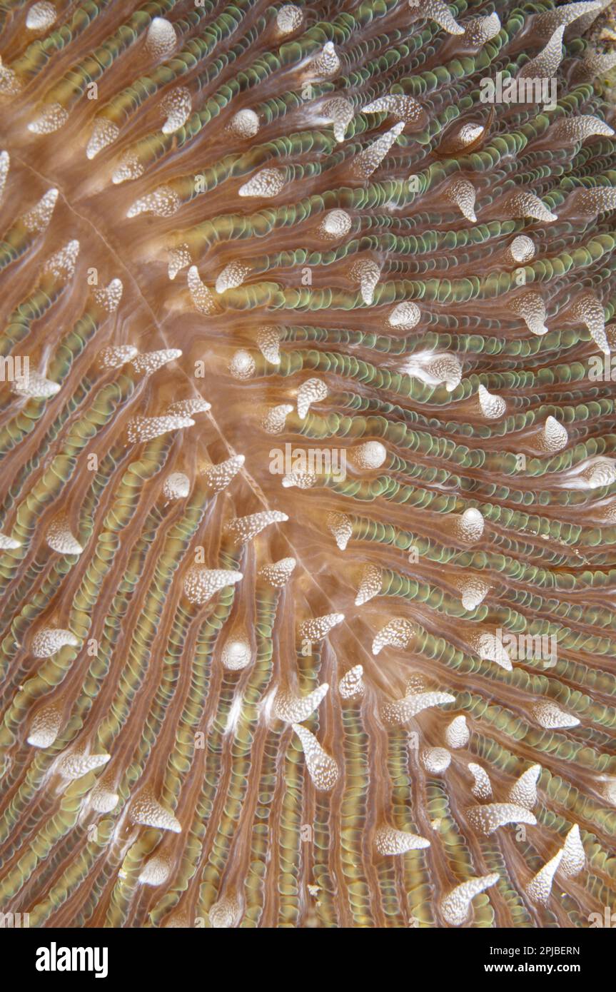 Mushroom coral (Fungia scutaria) detail, Yillet Lagoon, near Boo Island, Raja Ampat Islands (Four Kings), West Papua, New Guinea, Indonesia Stock Photo