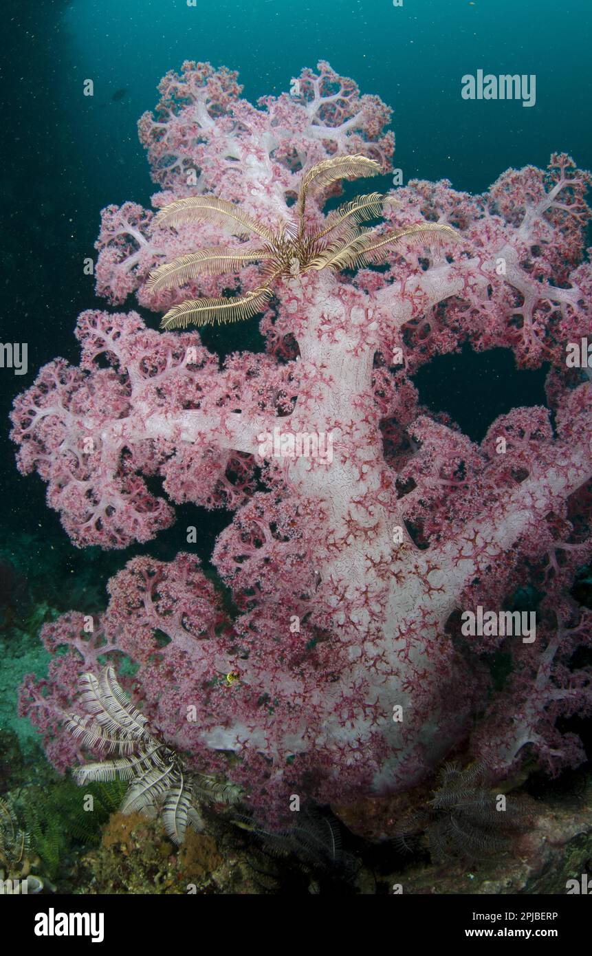 Purple Glomerate Tree Coral (Dendronephthya spec.) and crinoids in reef, Horseshoe Bay, Nusa Kode, Rinca Island, Komodo N. P. Lesser Sunda Islands Stock Photo