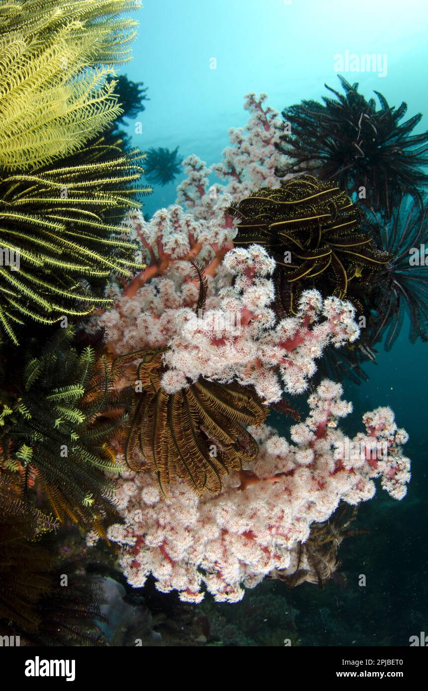 Soft red two-leaved tree coral (Dendronephthya spec.) and crinoids in reef habitat, Horseshoe Bay, Nusa Kode, Rinca Island, Komodo N. P. Lesser Sunda Stock Photo