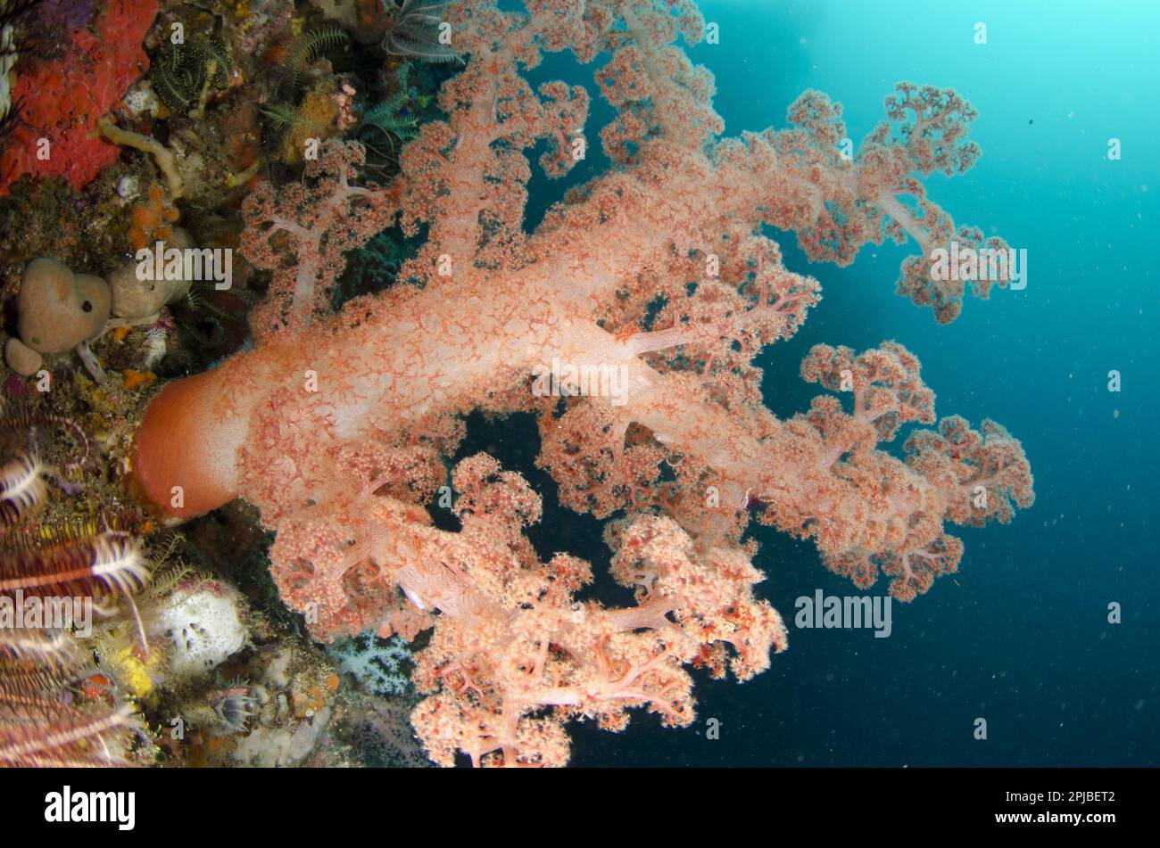 Orange glomerated tree coral (Dendronephthya spec.) and crinoids in reef, Horseshoe Bay, Nusa Kode, Rinca Island, Komodo N. P. Lesser Sunda Islands Stock Photo