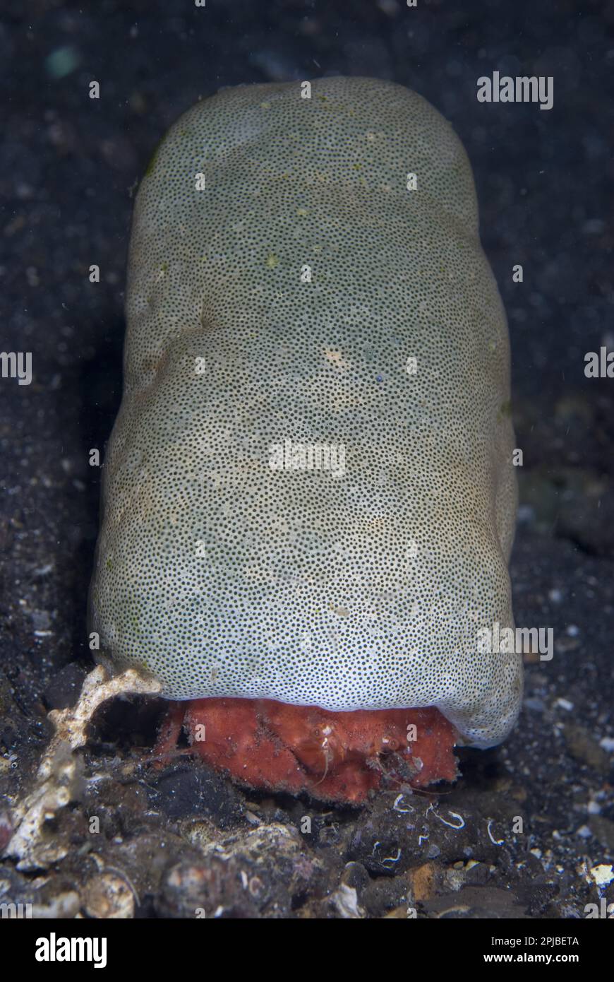 Adult sponge crab (Cryptodromia spec.), carrying large green urn sea squirt (Didemnum molle), Lembeh Island, Sulawesi, Indonesia Stock Photo