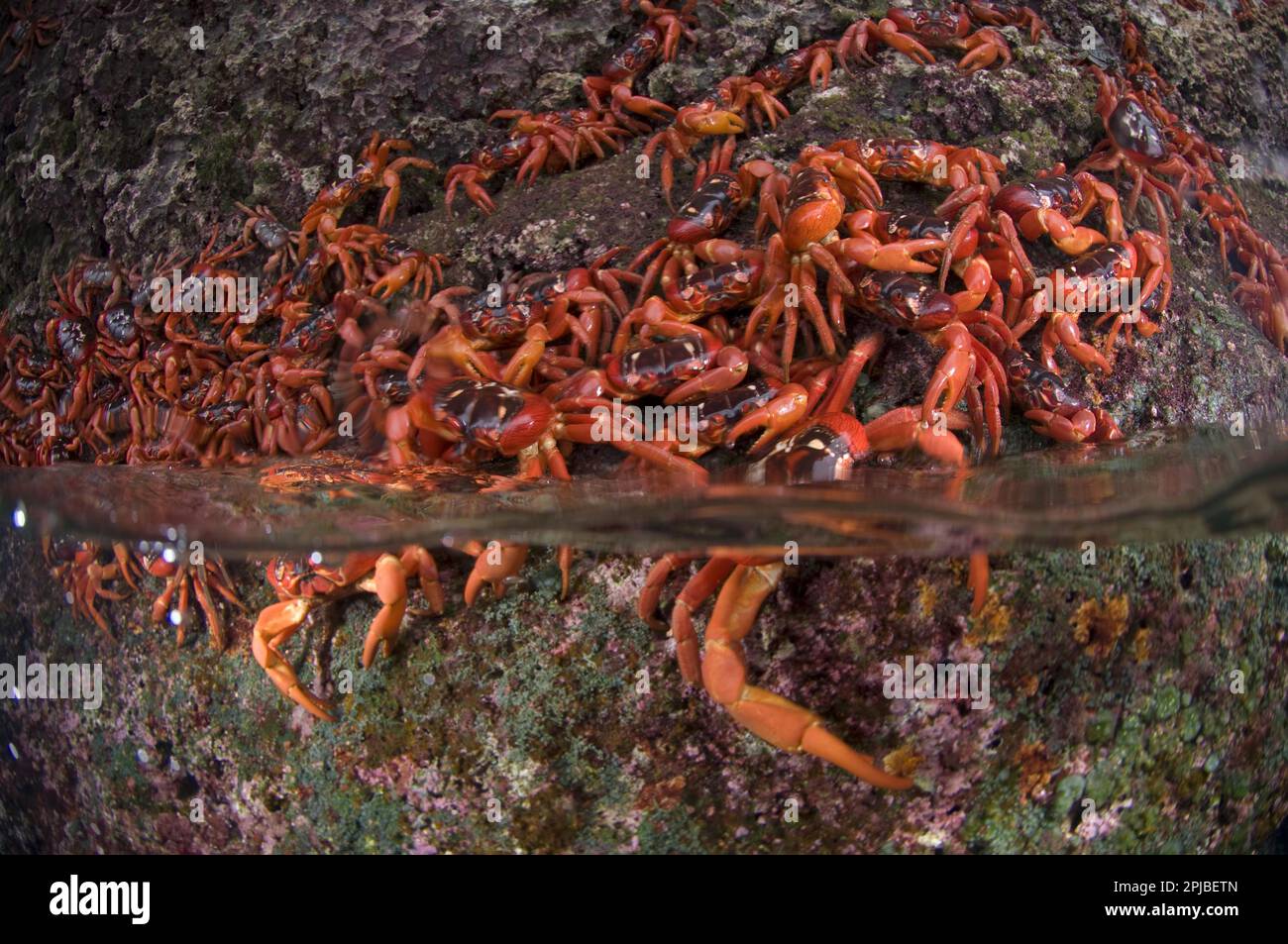 Christmas island red crab (Gecarcoidea natalis), Christmas Island Crab