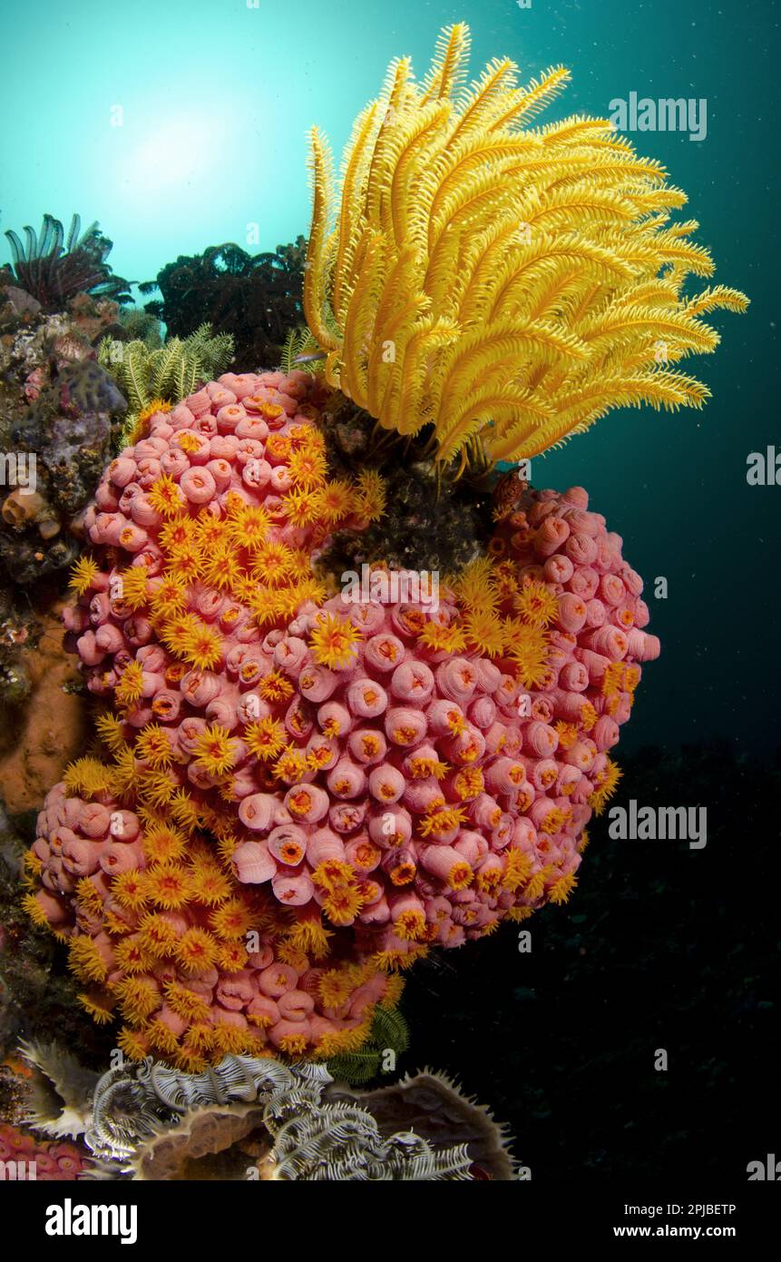 Yellow coral (Tubastrea faulkneri) and yellow damselfly in reef habitat, Horseshoe Bay, Nusa Kode, Rinca Island, Komodo N. P. Lesser Sunda Islands Stock Photo