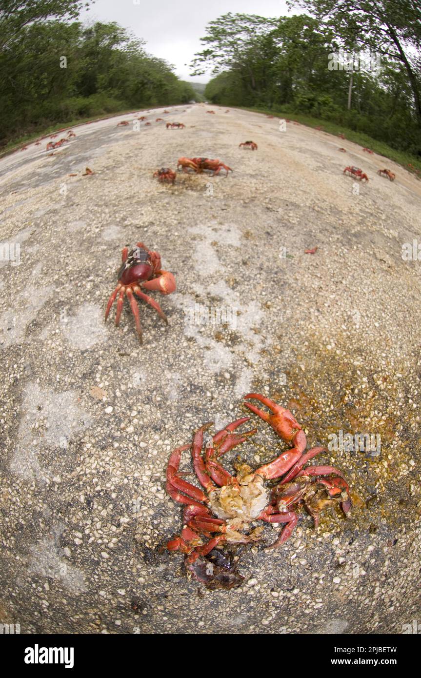 Christmas island red crab (Gecarcoidea natalis), Christmas Island Crab