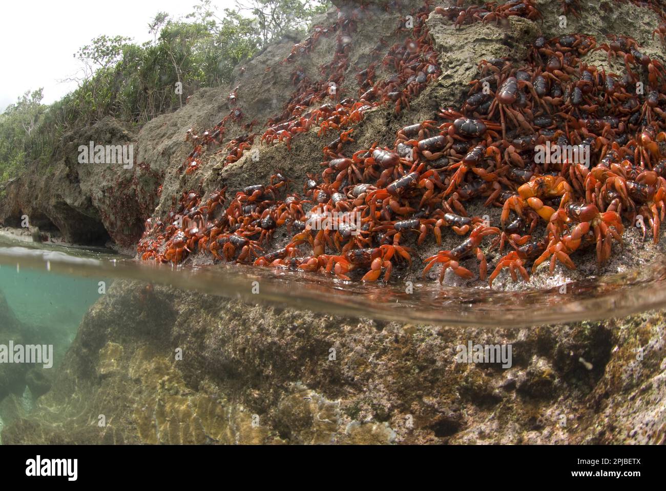 Christmas island red crab (Gecarcoidea natalis), Christmas Island Crab