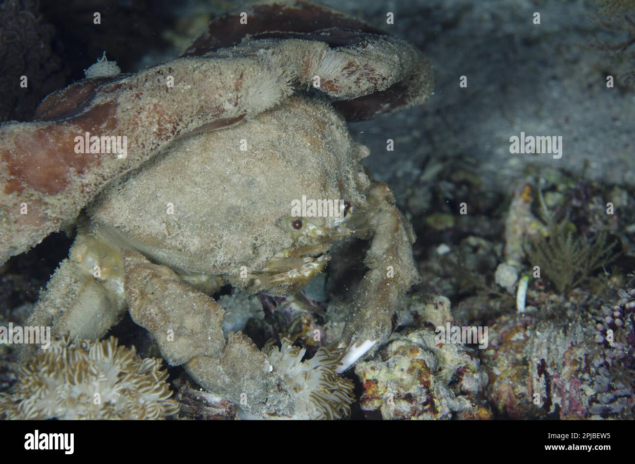 Sleepy sponge crab (Dromia dormia), Archipelago, Lesser Sunda Islands, Indonesia, November, Sponge crabs, Other animals, Crabs, Crustaceans, Animals Stock Photo