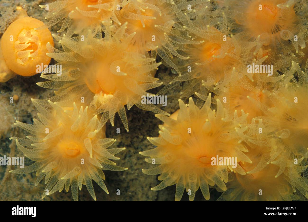 Stony coral, Stony corals, Other animals, Corals, Cnidarians, Animals, Gold Star Cup Coral (Balanophyllia regia) Stock Photo