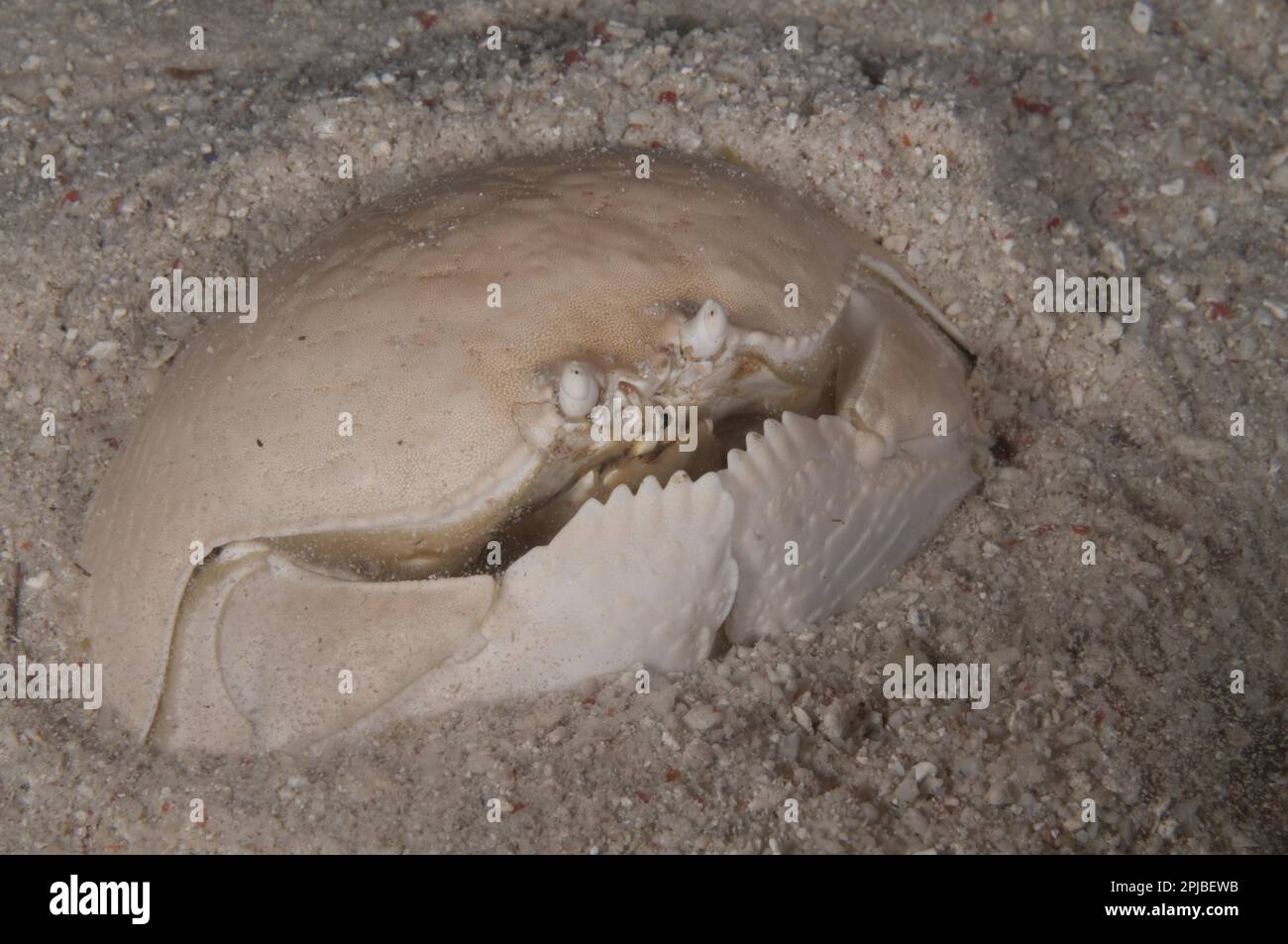 Spotted pubic crab, smooth box crabs (Calappa calappa), Other animals, Crabs, Crustaceans, Animals, Box crab adult, buried in sand, Mabul Island Stock Photo