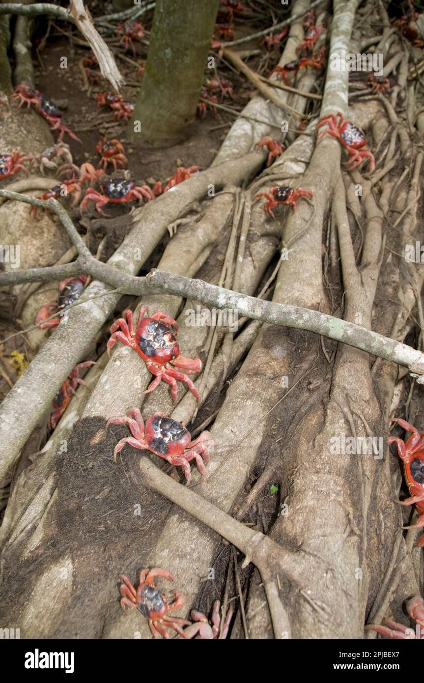 Christmas island red crab (Gecarcoidea natalis), Christmas Island Crab