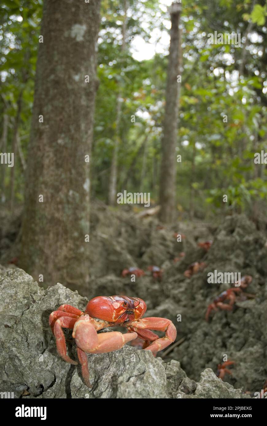 Christmas island red crab (Gecarcoidea natalis), Christmas Island Crab