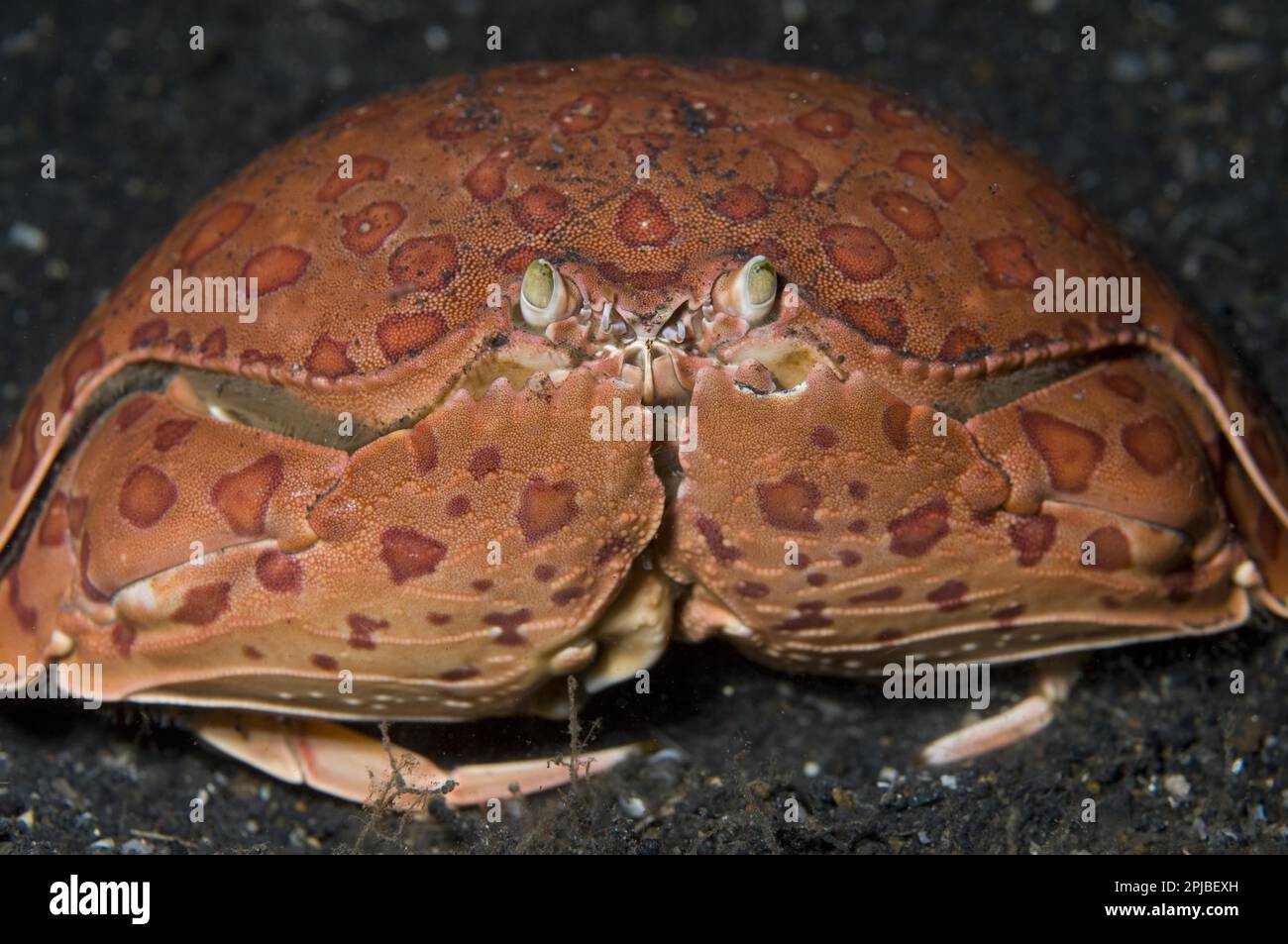 Spotted pubic crab, smooth box crabs (Calappa calappa), Other animals, Crabs, Crustaceans, Animals, Box crab adult, resting on seabed, Lembeh Island Stock Photo