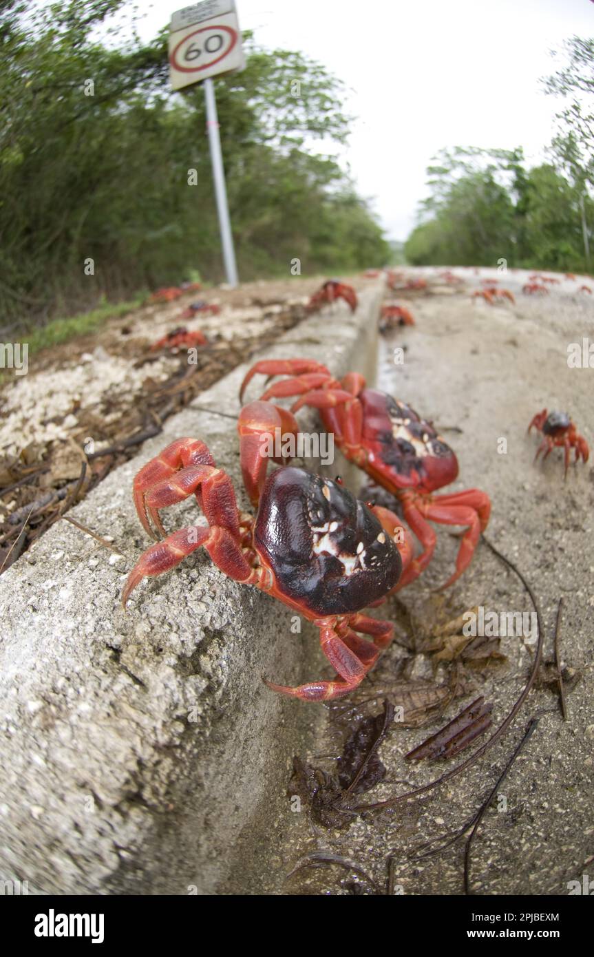 Christmas island red crab (Gecarcoidea natalis), Christmas Island Crab