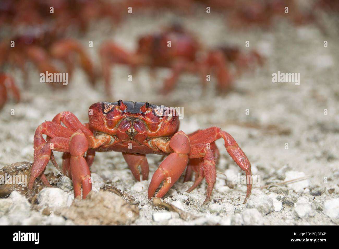 Christmas island red crab (Gecarcoidea natalis), Christmas Island Crab ...