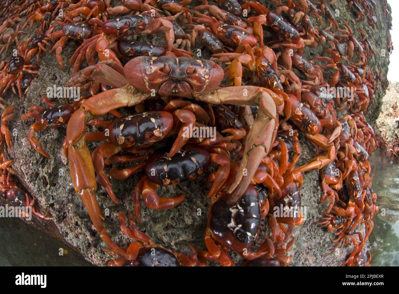 Christmas island red crab (Gecarcoidea natalis), Christmas Island Crab