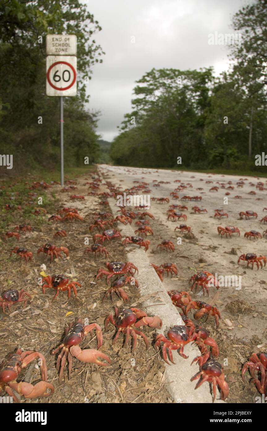 Killing christmas island crabs