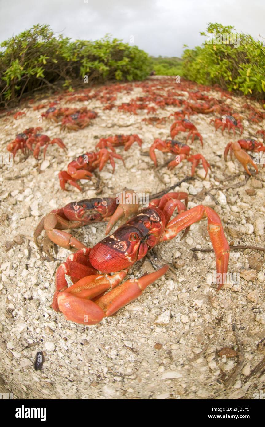 Christmas island red crab (Gecarcoidea natalis), Christmas Island Crab