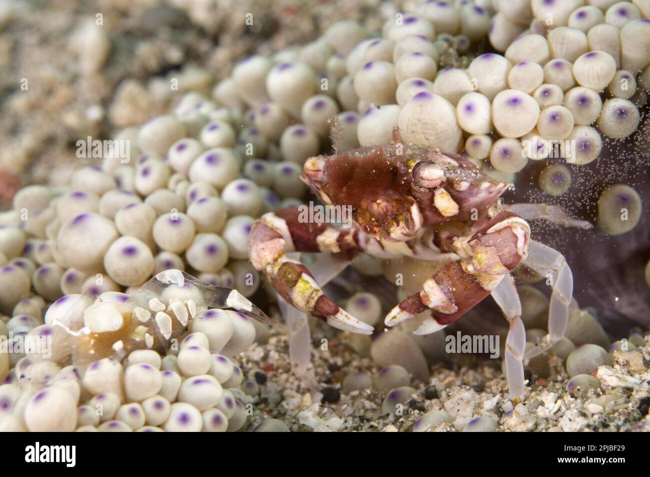 Harlequin crab (Lissocarcinus orbicularis), adult female, laying eggs near malu anemone (Heteractis malu), Lembata Island, Solor Archipelago, Lesser Stock Photo