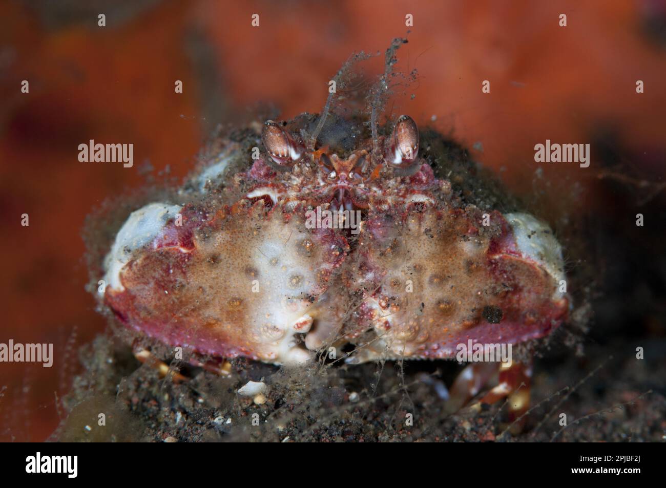 Adult two-horned box crab (Calappa bicornis) resting on black sand, Seraya, Bali, Lesser Sunda Islands, Indonesia Stock Photo