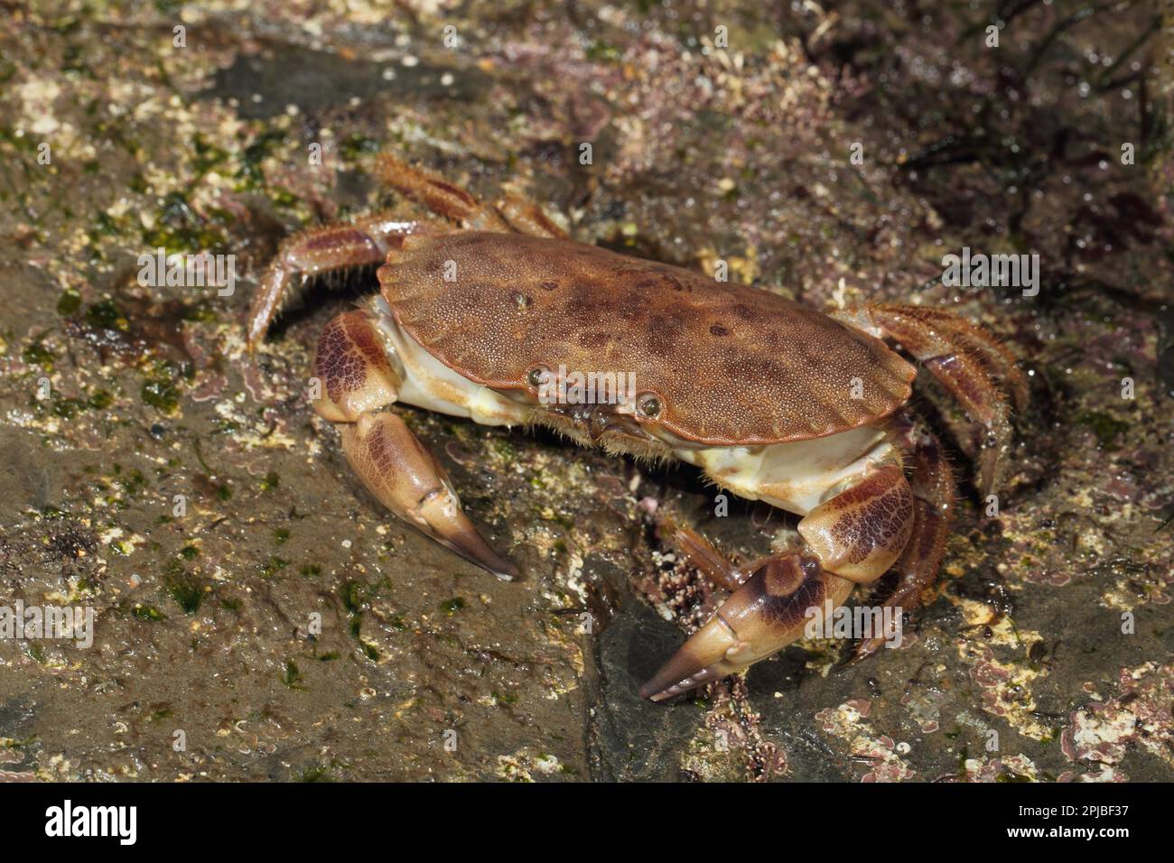 Edible crab, edible crabs (Cancer pagurus), Other animals, Crustaceans ...