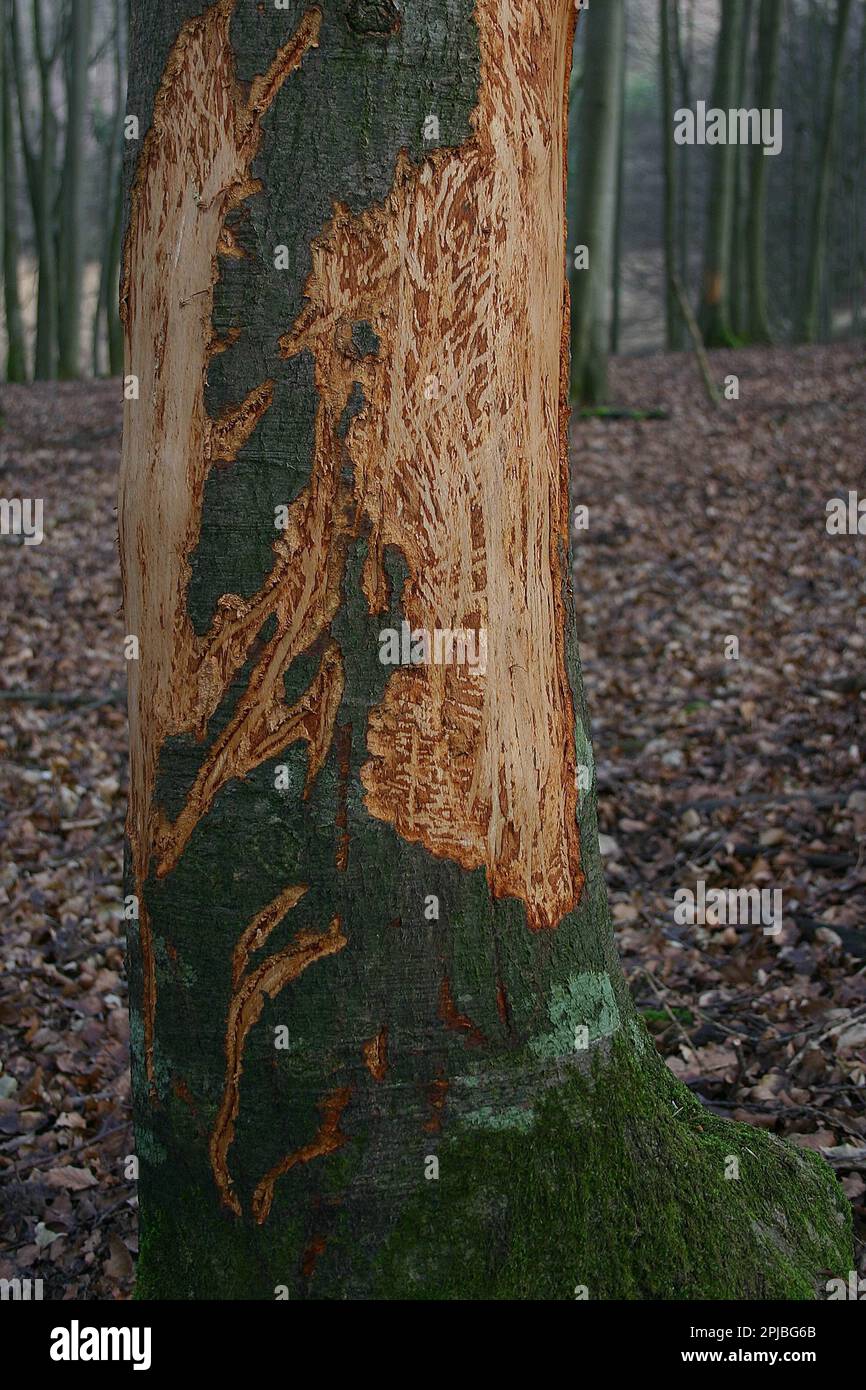 Peel wounds by red deer on copper beech, game damage, game browsing Stock Photo Alamy