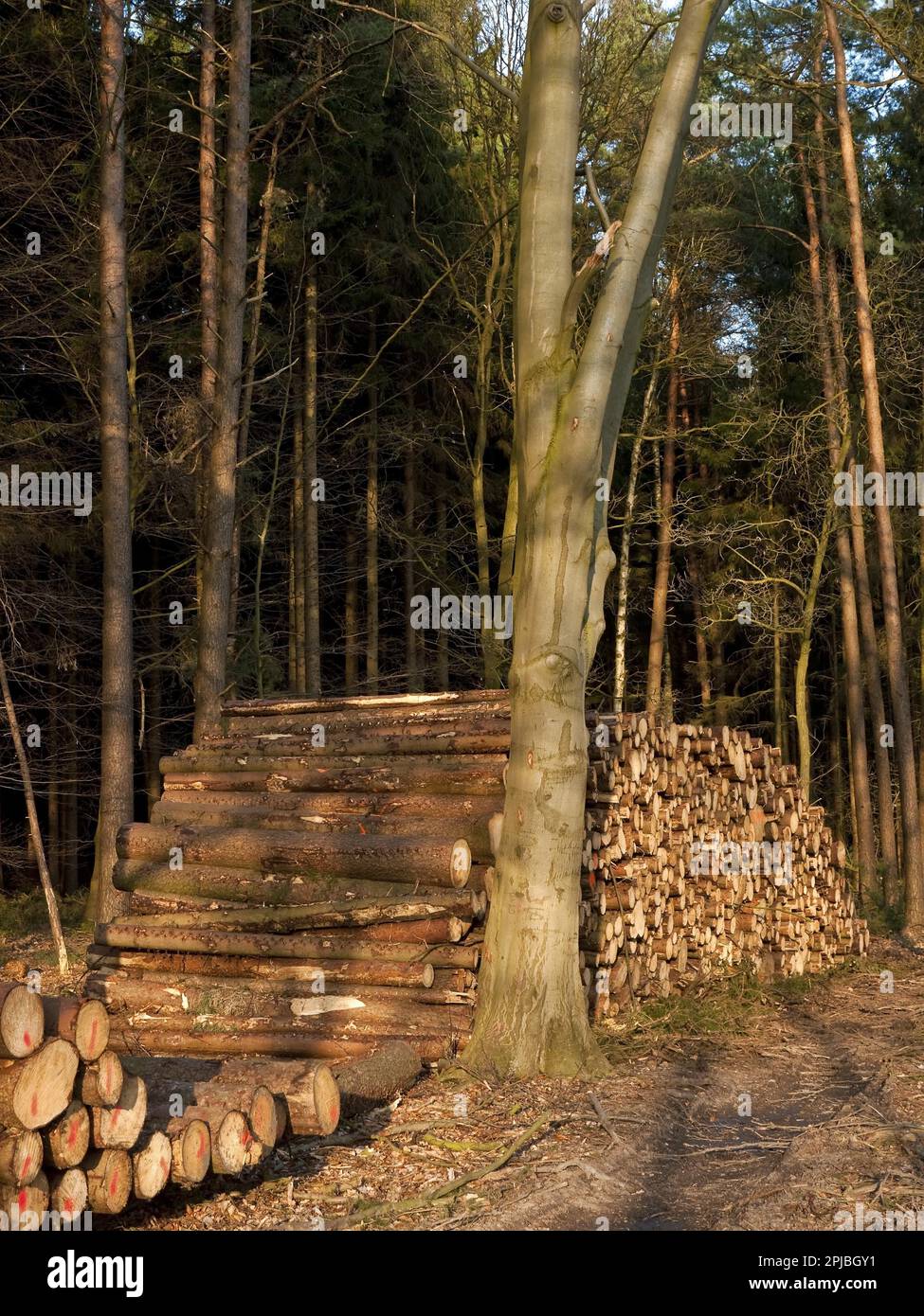 Lumber in the forest with coloured markings Stock Photo Alamy