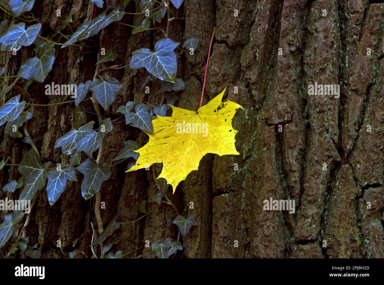 Maple leaf on a tree in autumn Stock Photo
