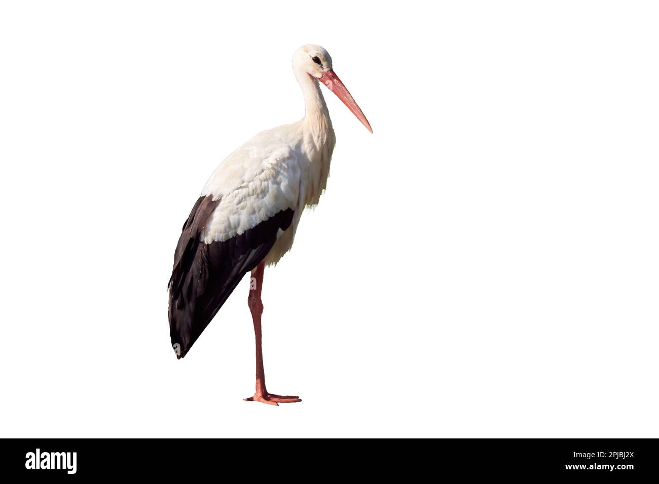 White stork isolated on white background  ( Ciconia ciconia ) Stock Photo
