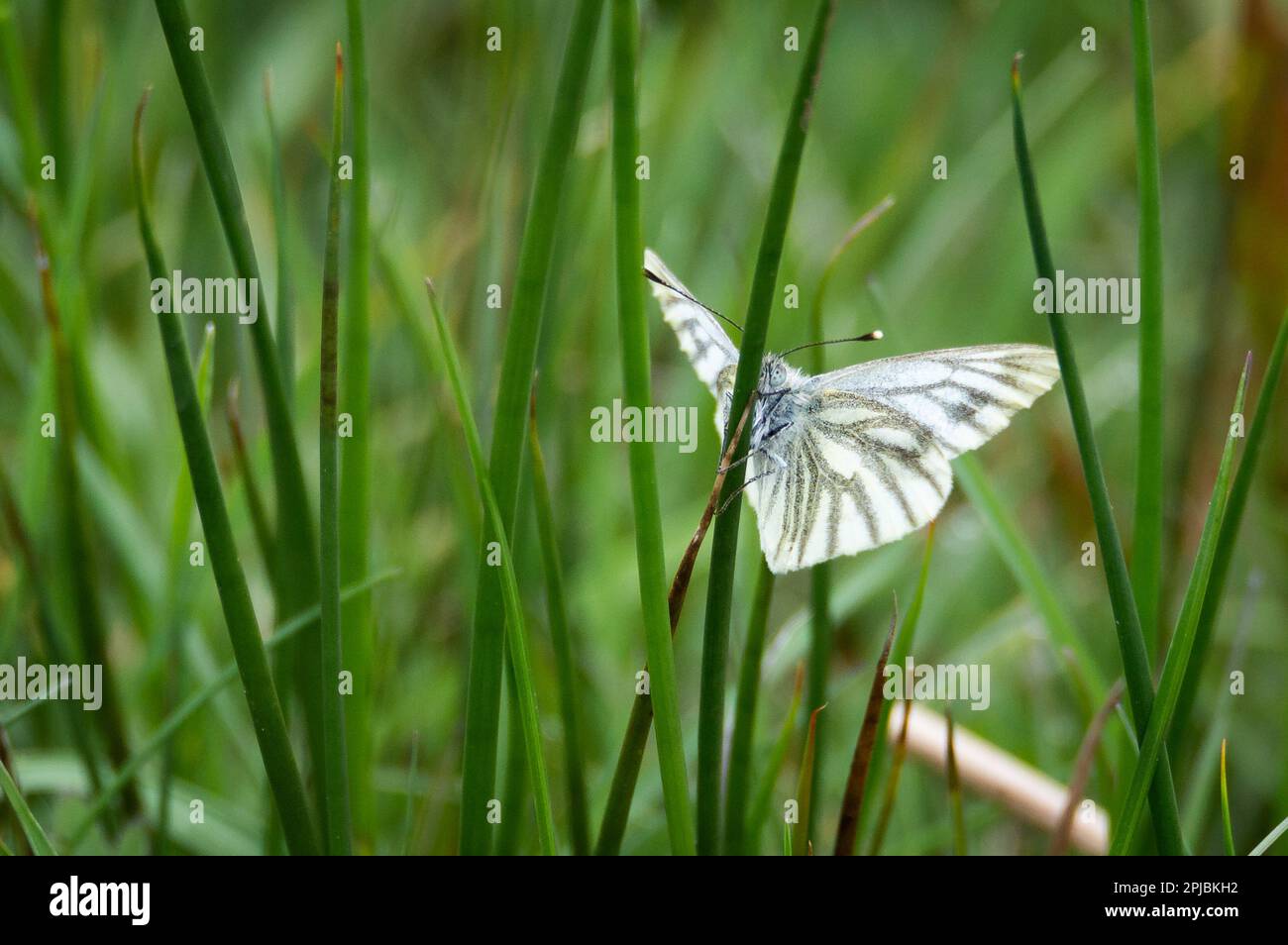 Green-veined White butterfly behind a blade of grass Stock Photo