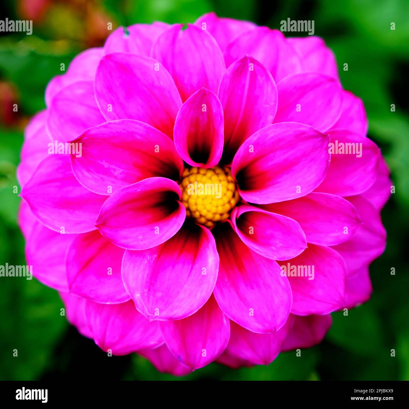 Pink Dahlia close up with green background Stock Photo