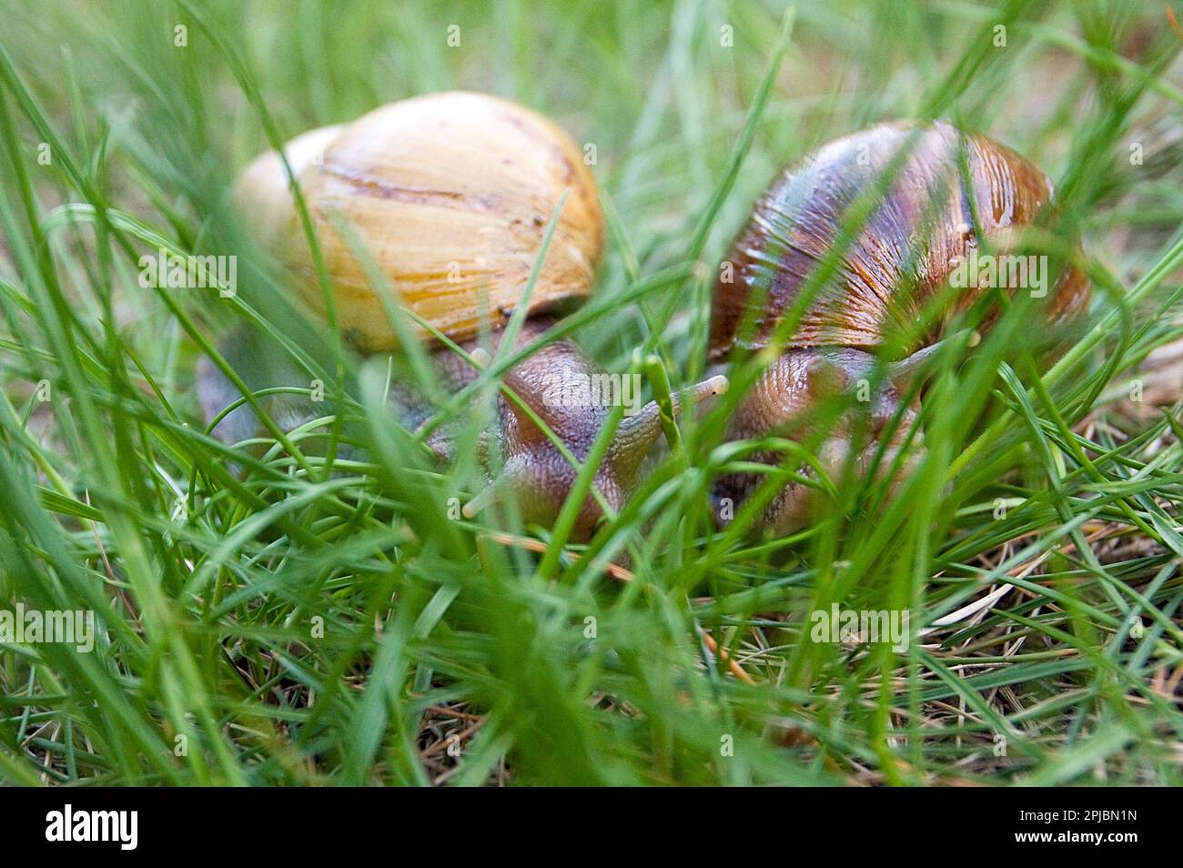 African snails in the grass Stock Photo Alamy