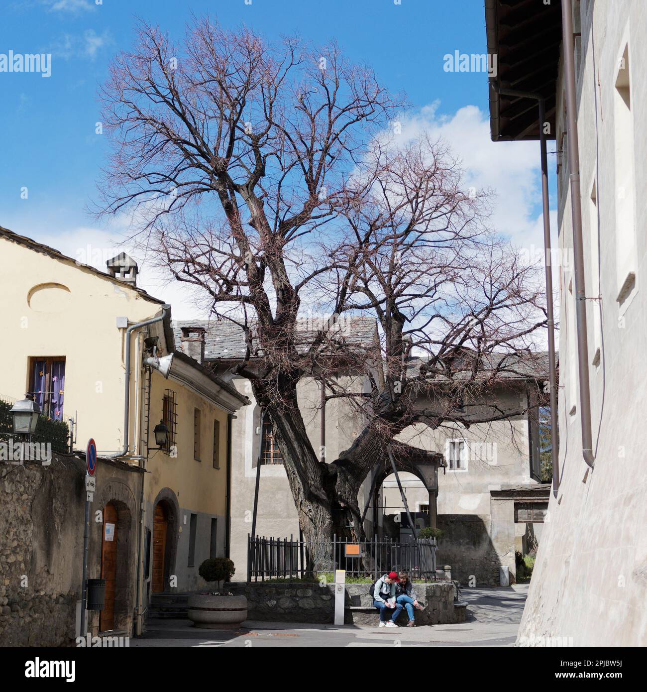 Someone sat beneath a distinctive shaped tree in Aosta with blue sky above. Aosta Valley Italy Stock Photo