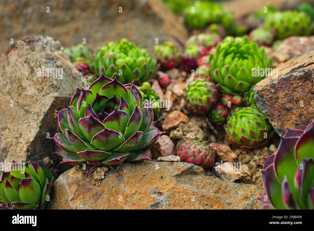 close-up succulent Sempervivum plants between stonessucculent plantsts Stock Photo