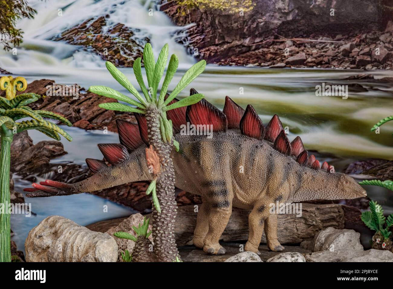 The famous Stegosaurus stomped around from the Late Jurassic to the Early Cretaceous: 161 to 145 million years ago. Stock Photo