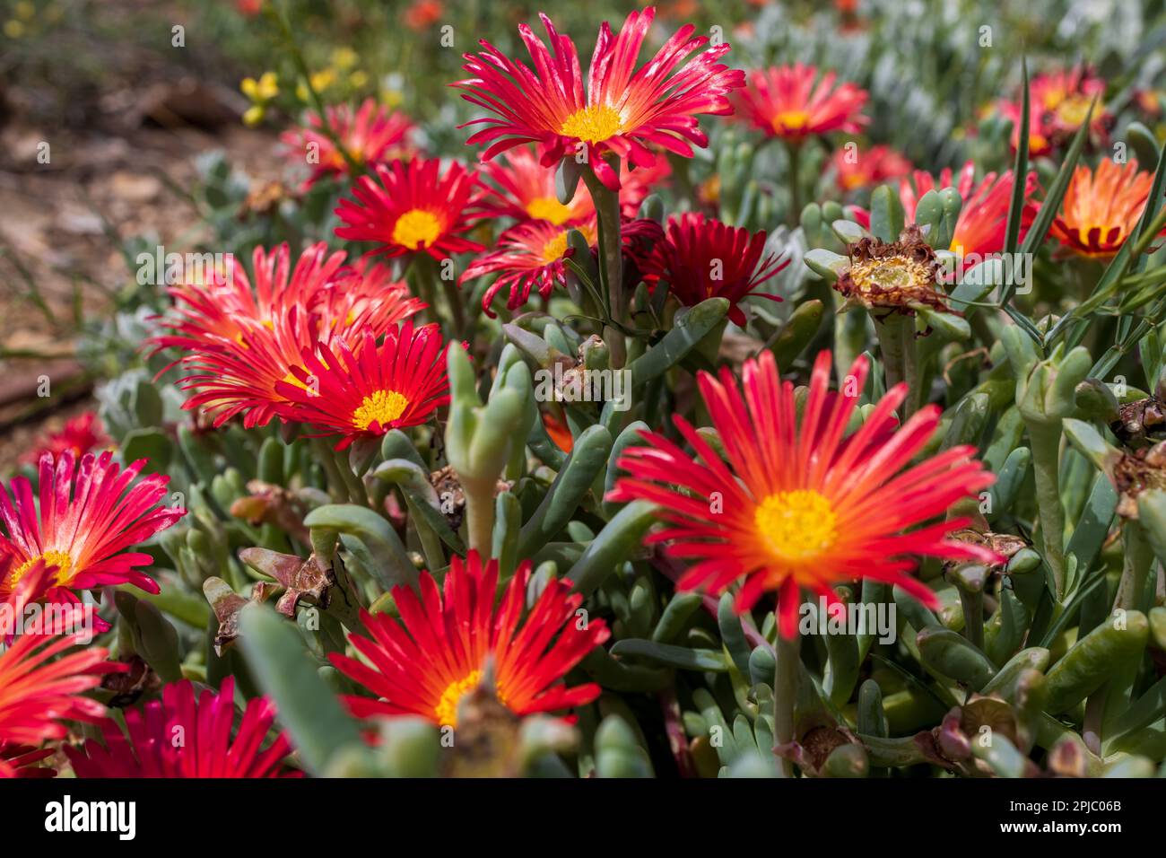 Malephora crocea is a species of flowering plant in the ice plant family known by the common name coppery mesemb and red ice plant. Flora of Israel. Stock Photo