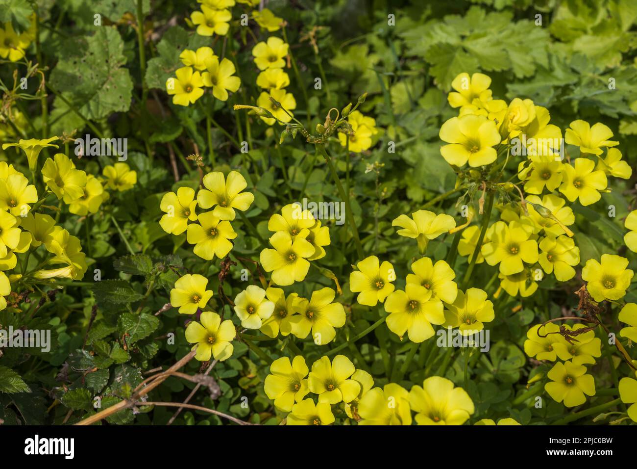 Flora of Israel. Oxalis pes-caprae is a species of tristylous yellow-flowering plant in the wood sorrel family Oxalidaceae. Oxalis cernua is a less co Stock Photo