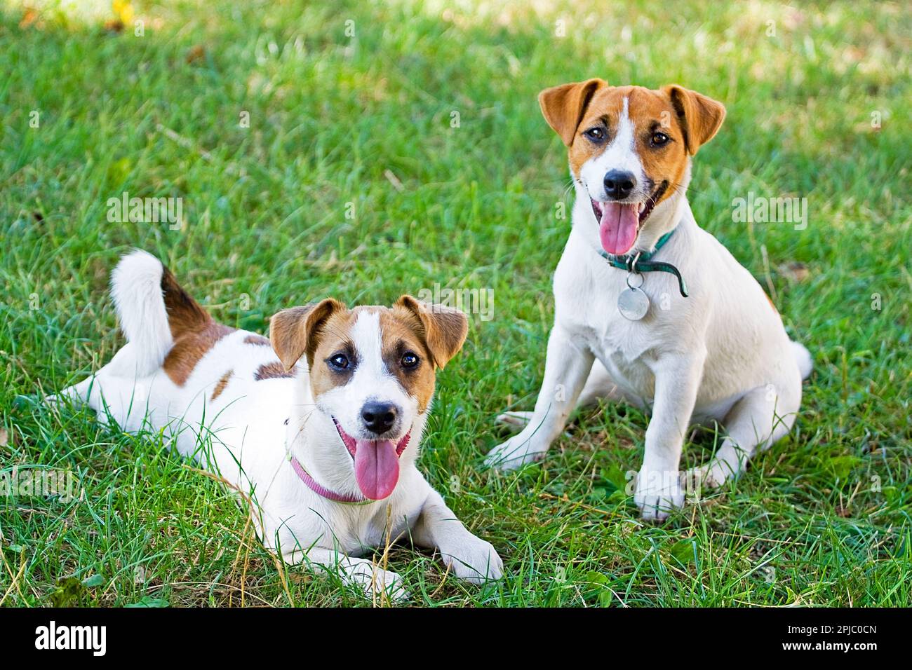 Jack Russell's puppies are played with each other Stock Photo