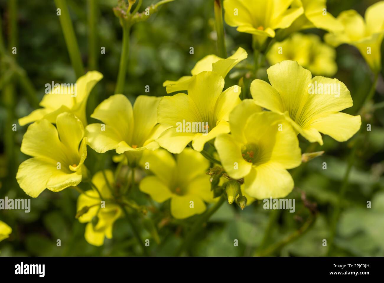 Flora of Israel. Oxalis pes-caprae is a species of tristylous yellow-flowering plant in the wood sorrel family Oxalidaceae. Oxalis cernua is a less co Stock Photo