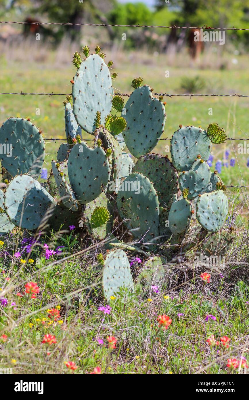 Prickly Pear cactus with wild flowers along the side of the road in the Texas Hill Country Stock Photo