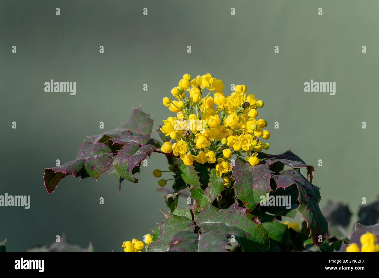 Yellow flowers of barberry or Oregon grape (Berberis aquifolium) in a park in Albolote (Spain) Stock Photo