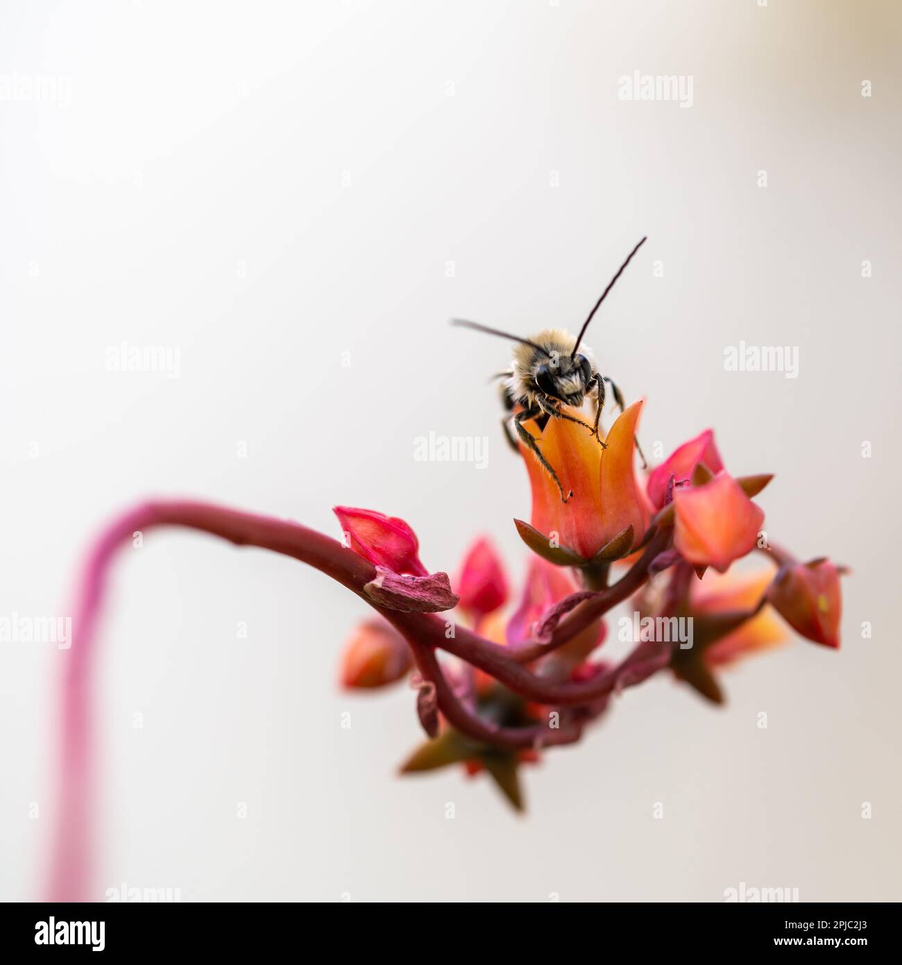 Long-horned bee (Eucera longicornis) perched on red flowers of succulent plant Stock Photo