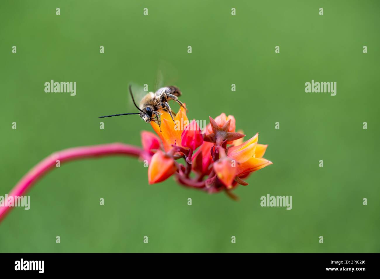 Long-horned bee (Eucera longicornis) perched on red flowers of succulent plant Stock Photo