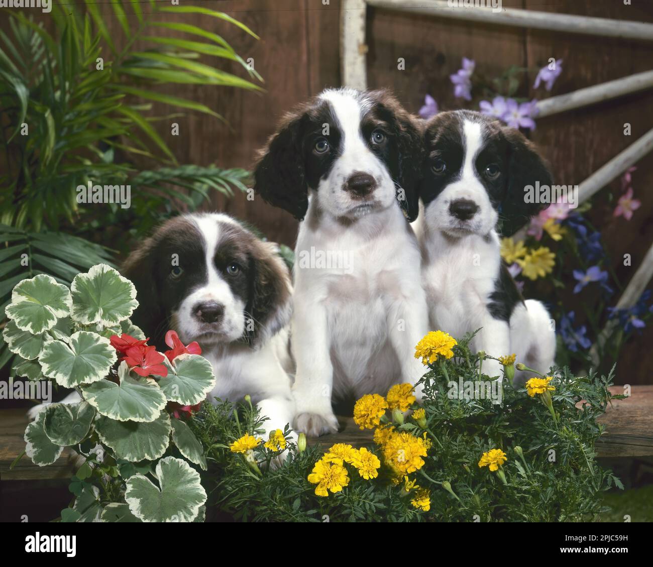 Three Springer Spaniels and flowers Stock Photo