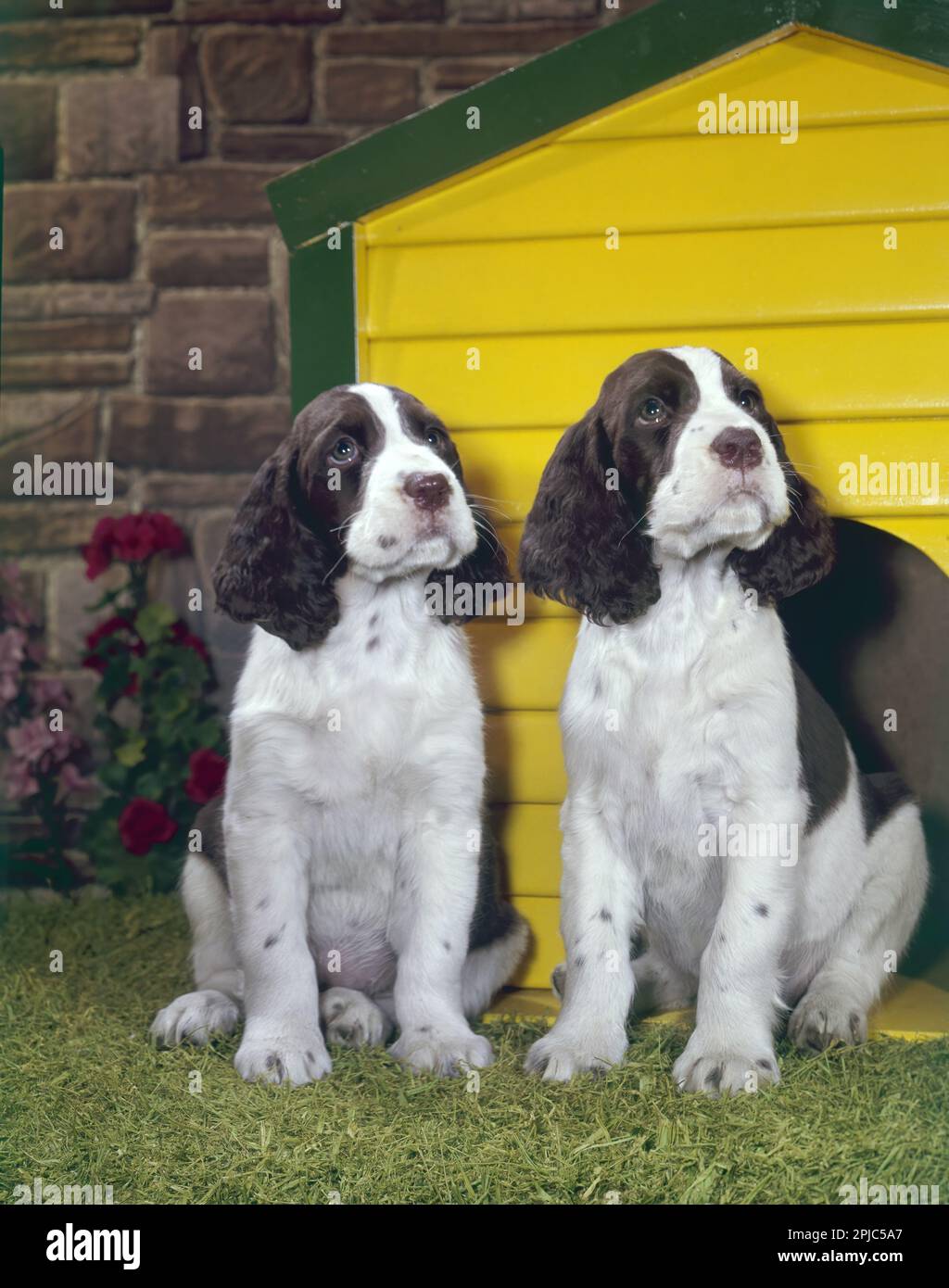 Two sitting Springer Spaniels Stock Photo