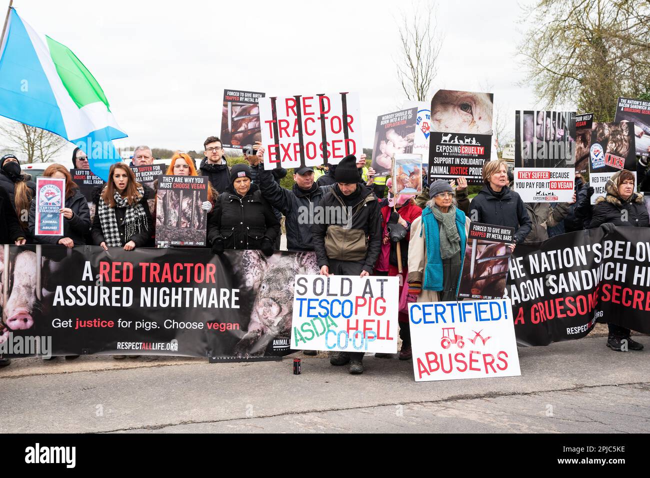 Pigs Protesting Under cover expose pig cruelty hi-res stock photography and images - Alamy