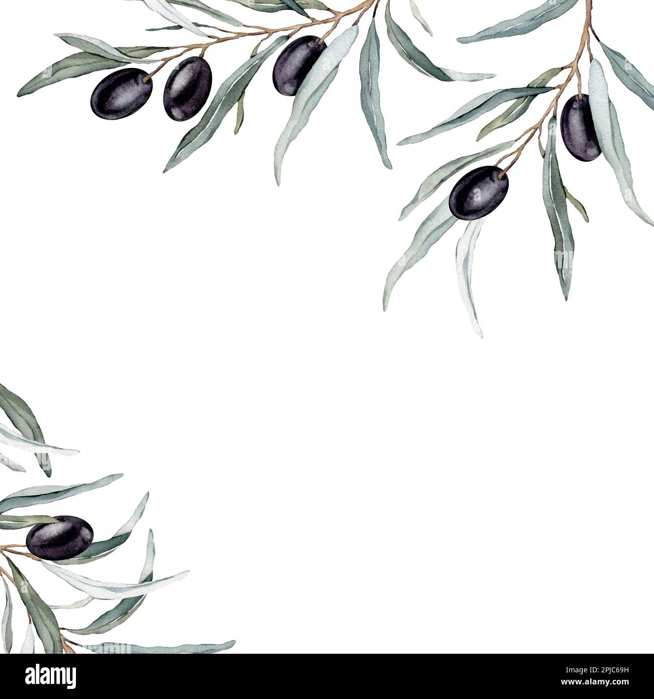 Watercolor banner with black olive leaves branches.Watercolor olive in