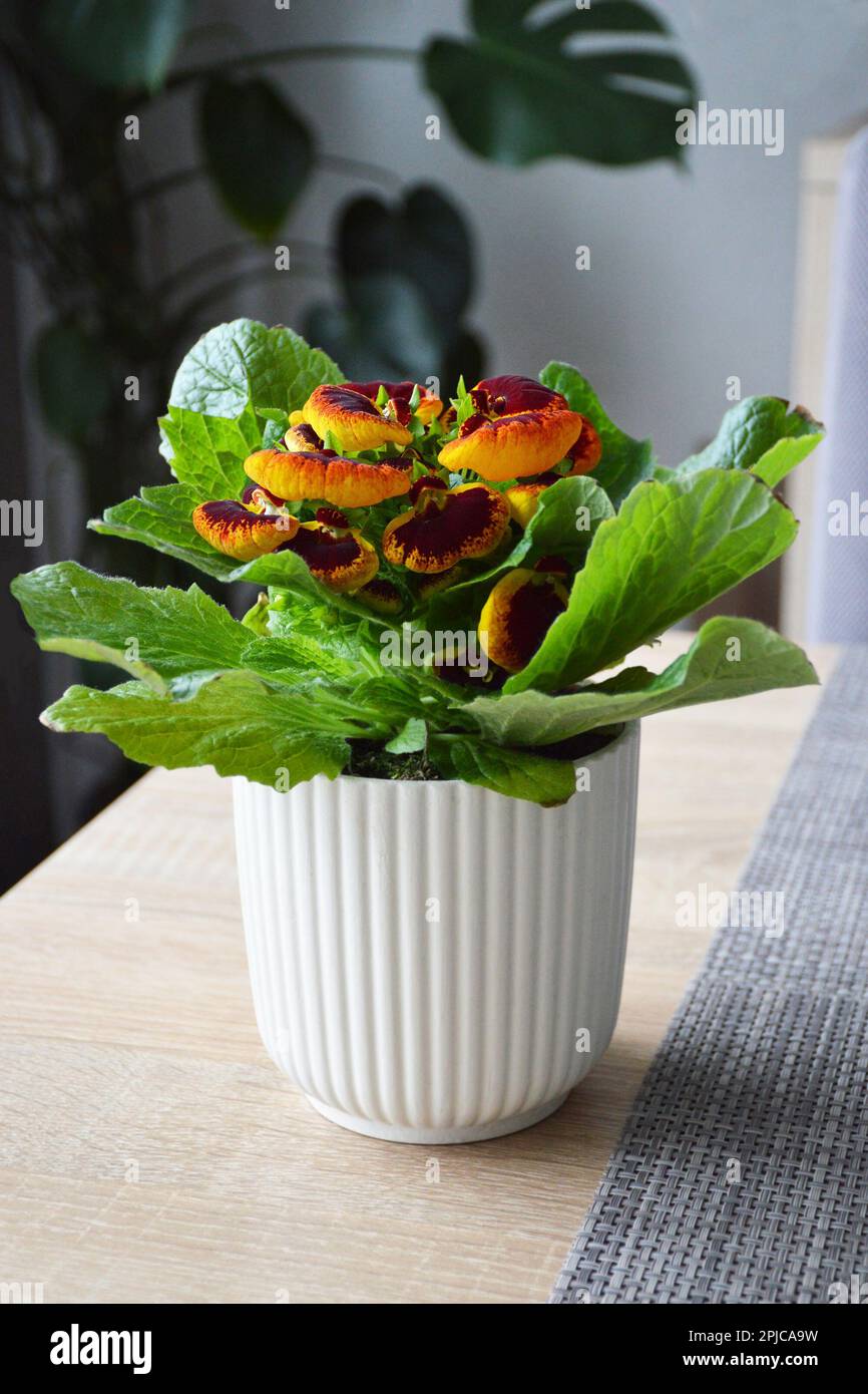Potted slipper flower on the table. Close up of Calceolaria plant. Stock Photo
