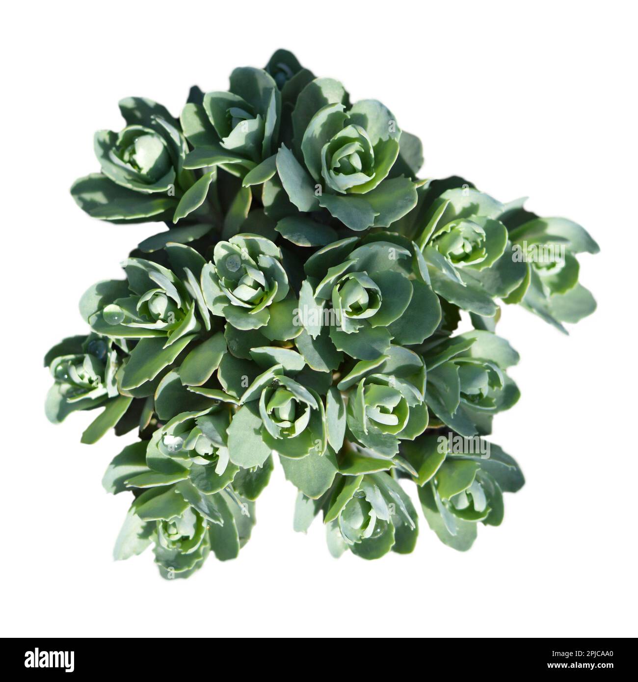 Young Sedum (Stonecrop) plant isolated on white background. Top view of Sedum spectabile plant. Stock Photo