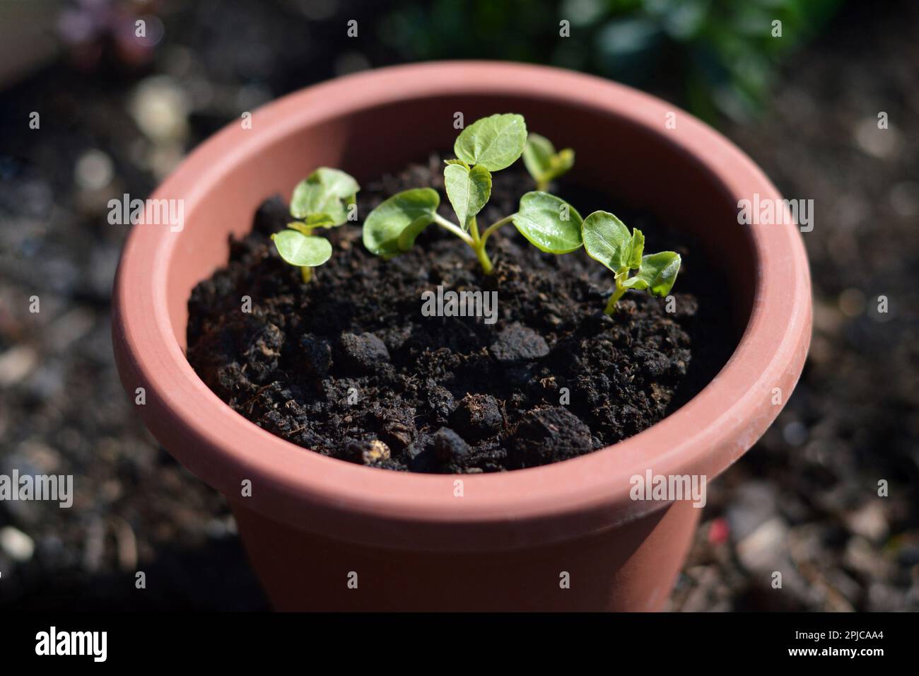 Growing hibiscus from seeds. Hibiscus moscheutos seedlings growing
