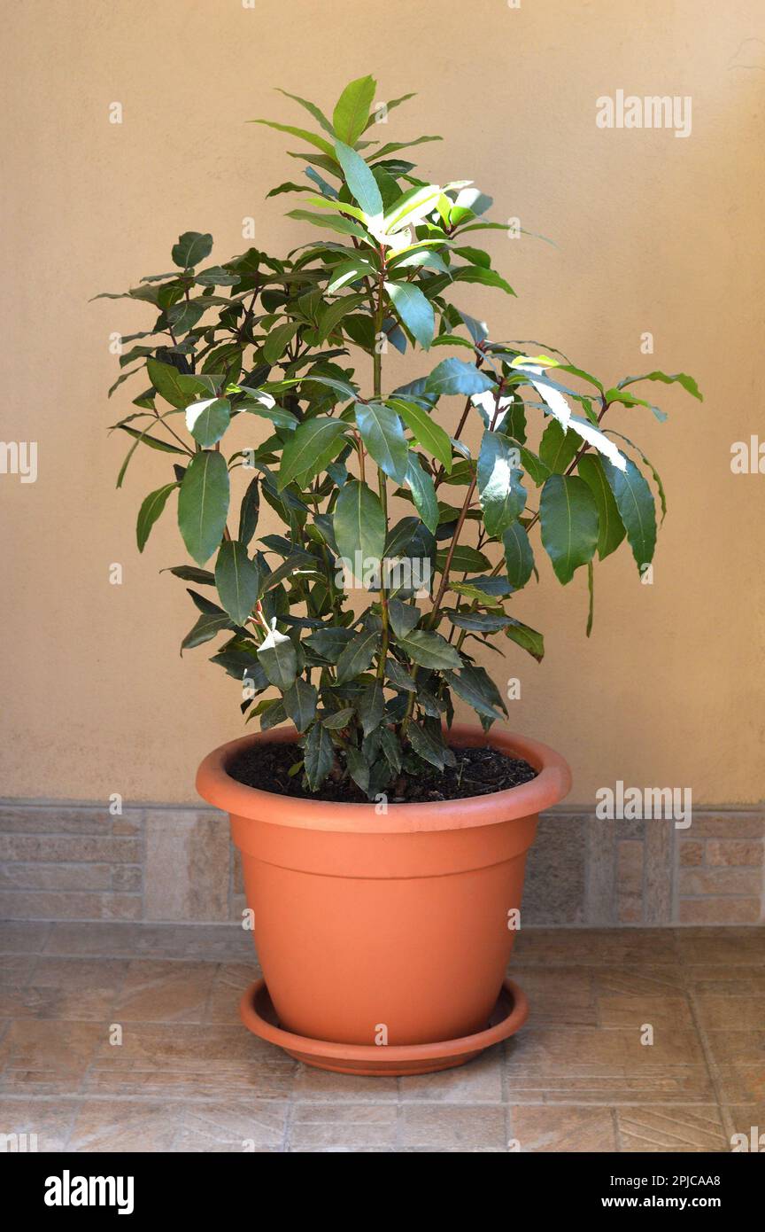 Bay laurel or Laurus nobilis planted in pot Stock Photo
